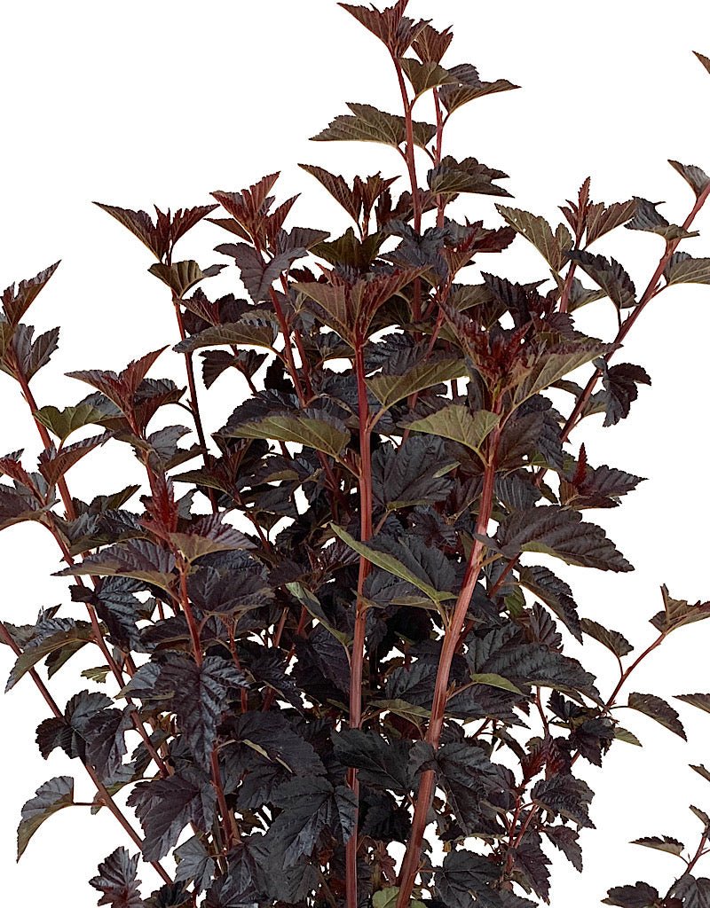Physocarpus 'Burgundy Candy' - The Garden Corner