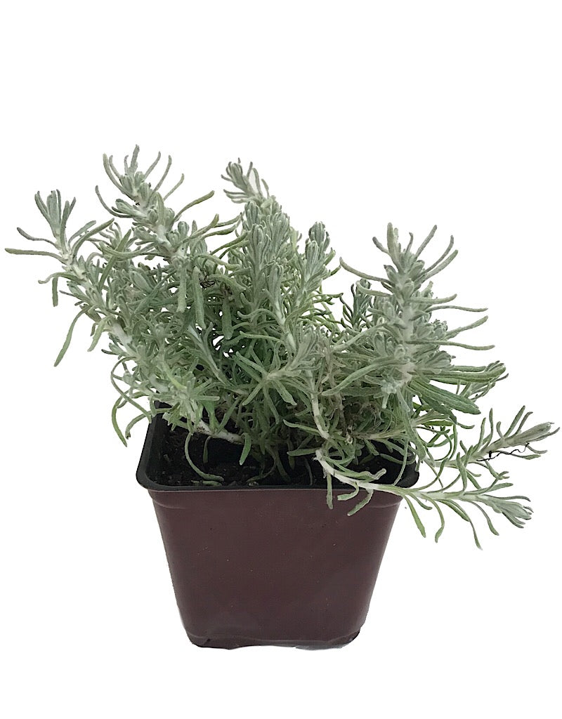 Helichrysum i. 'Nana'- 4 inch