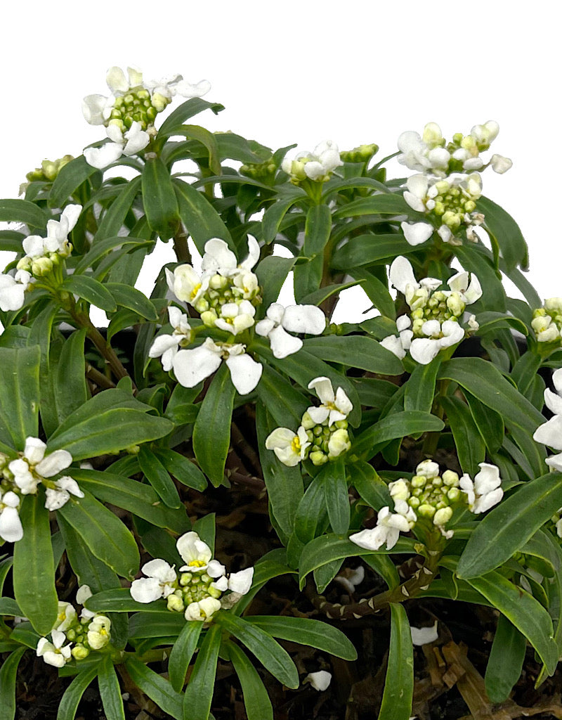 Iberis s. 'Snow Cone' 1 Gallon