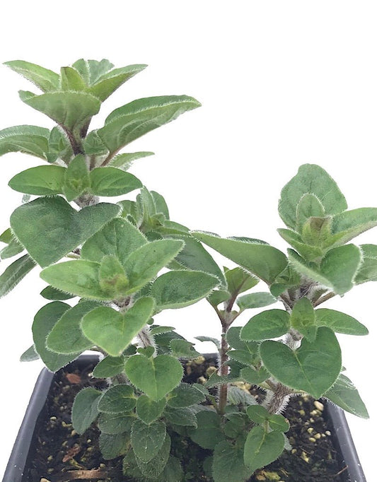 Oregano 'Italian' 4 Inch - The Garden Corner