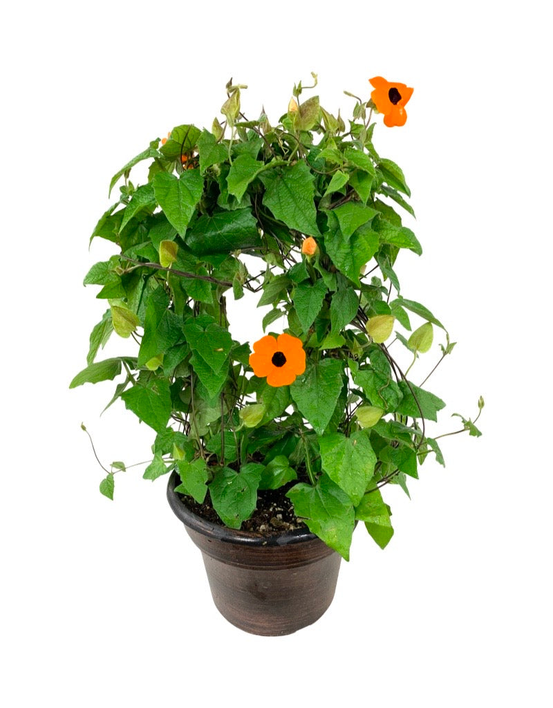 Thunbergia alata 'Orange Wonder