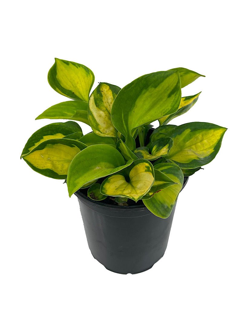 Hosta 'Rainforest Sunrise' - Perennials