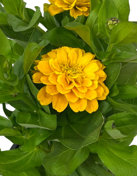 Zinnia Magellan 'Yellow' 1 Gallon - The Garden Corner