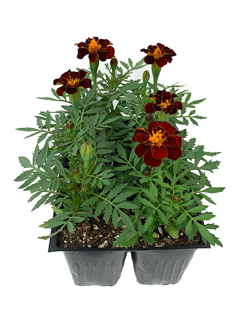 Marigold 'Safari Red' Jumbo Traypack