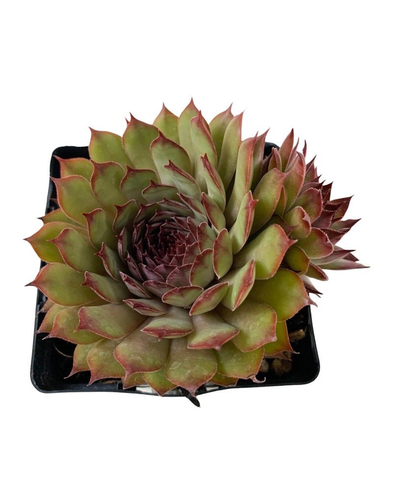 Sempervivum 'Chick Charm Autumn Apple' - Groundcovers
