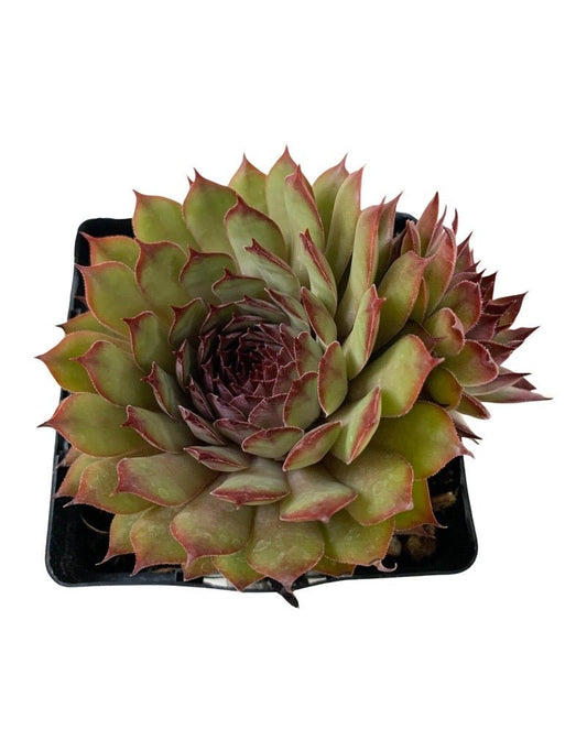 Sempervivum 'Chick Charm Autumn Apple' - The Garden Corner