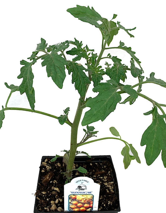 Tomato 'Sun Sugar' - The Garden Corner