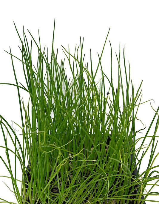 Onion 'Walla Walla' - The Garden Corner