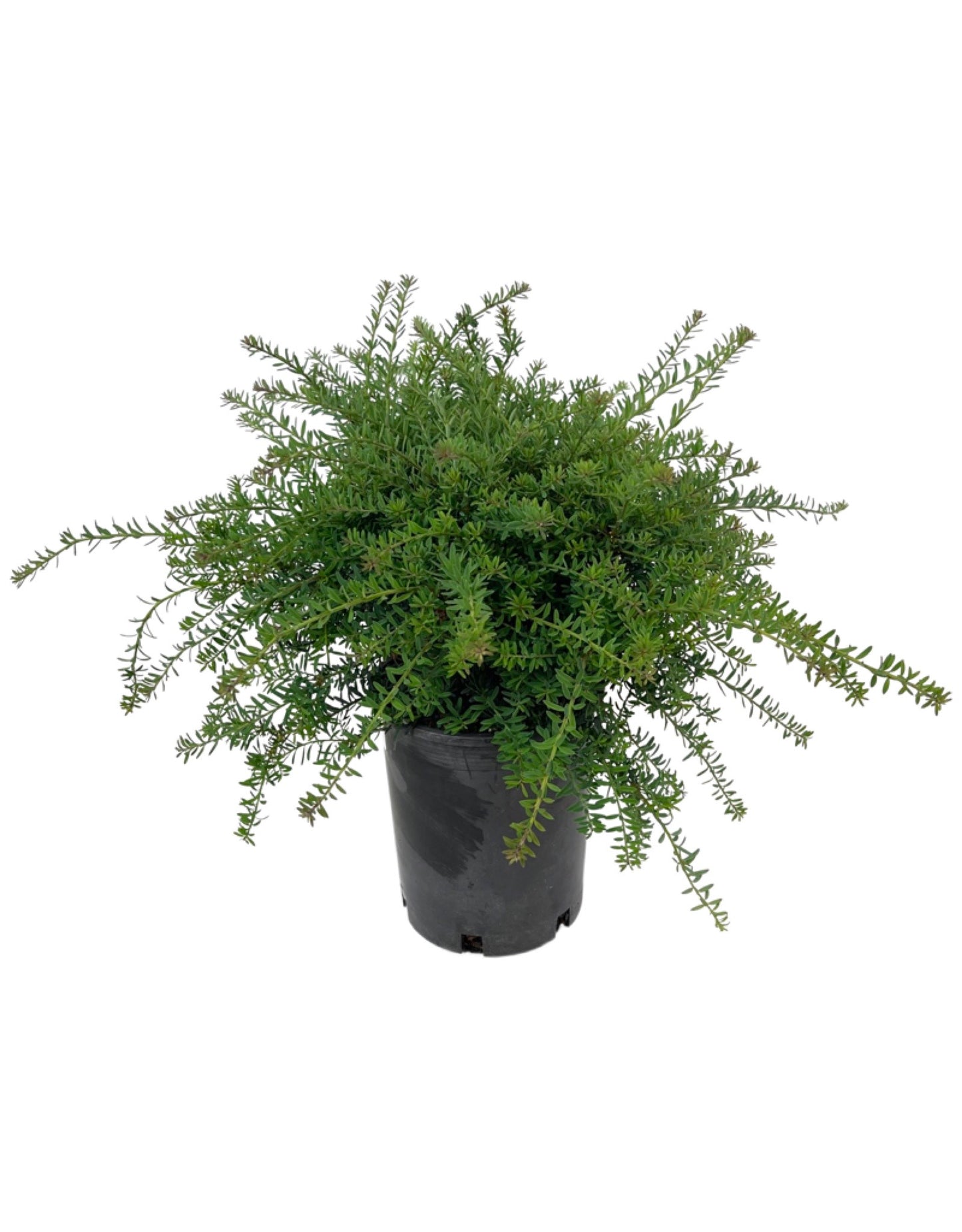 Podocarpus lawrencei 'Blue Gem' - The Garden Corner