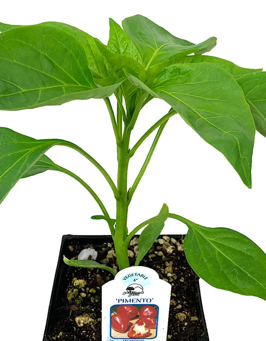 Pepper 'Pimento' 4 inch - The Garden Corner