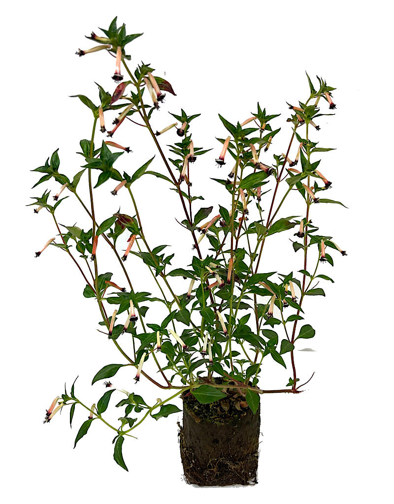 Cuphea €˜BlackBerry Sparkler 4 Inch
