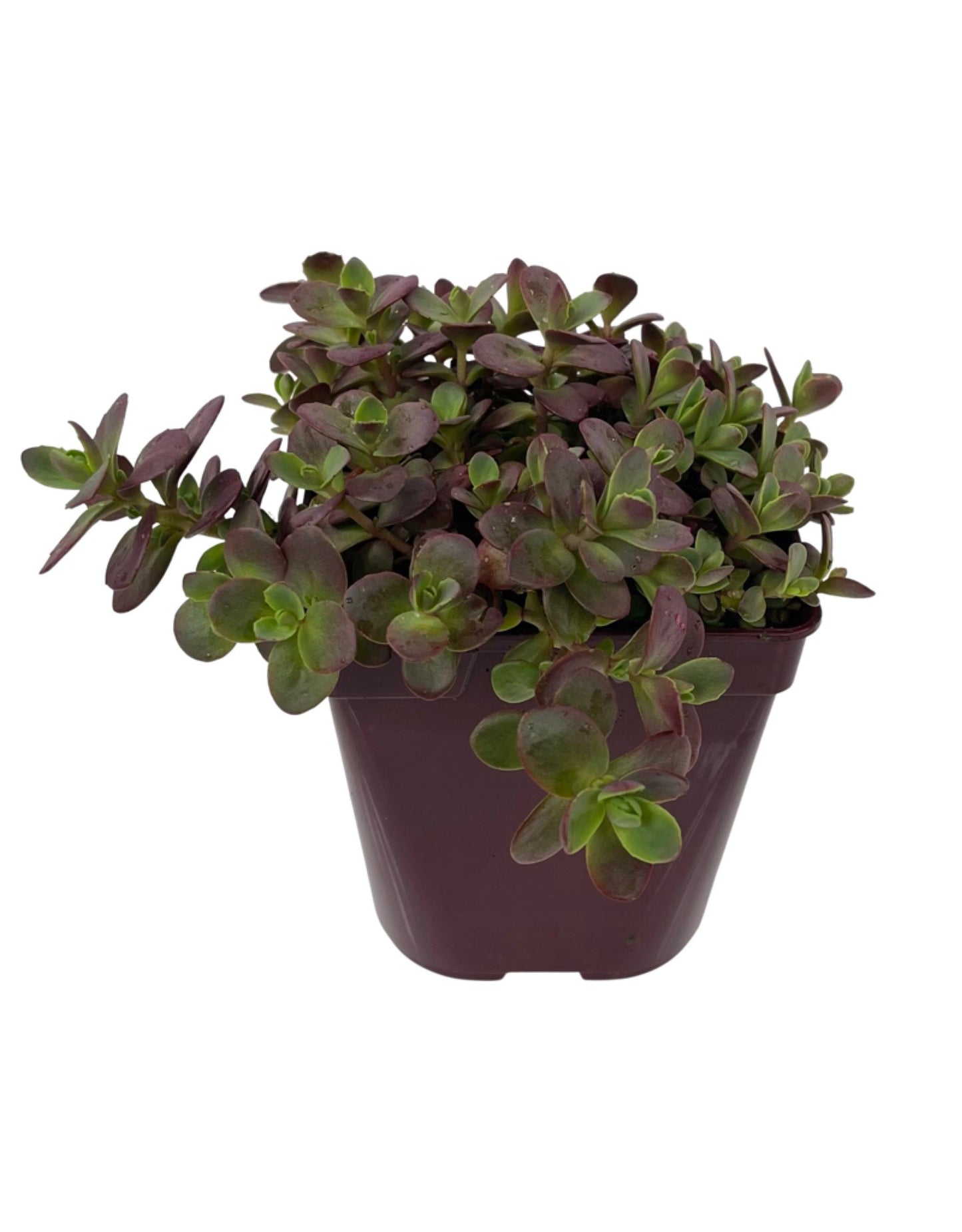 Sedum 'Firecracker' - Perennials