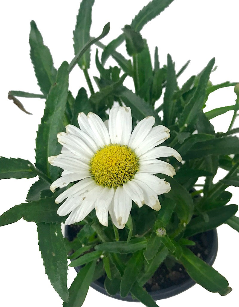 Leucanthemum 'Daisy May' 1 gal