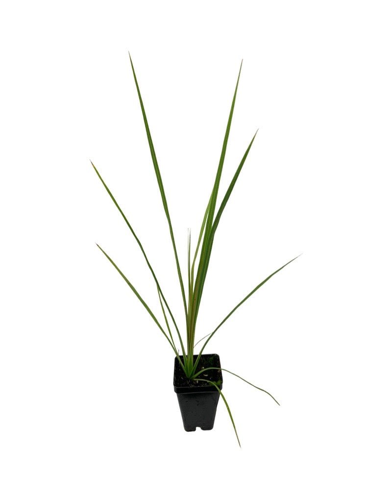 dracaena spike plant indoors Dracaena indivisa 'Spike' – The Garden Corner