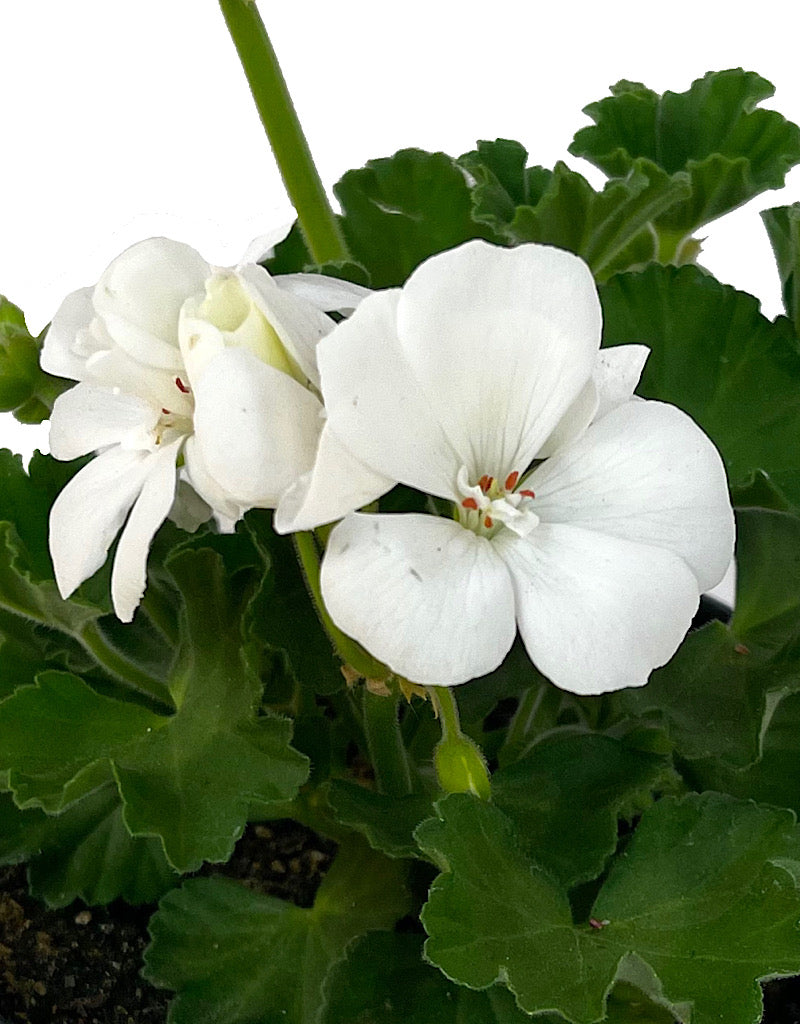 Geranium Zonal 'Presto White'