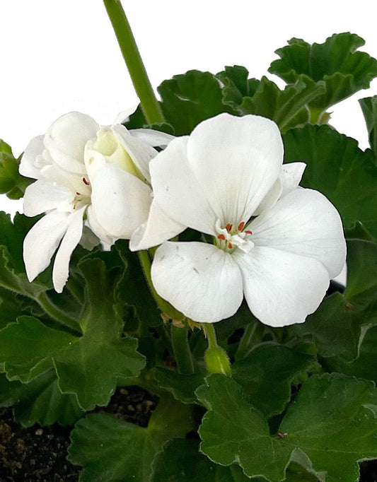 Geranium Zonal 'Presto White' - The Garden Corner
