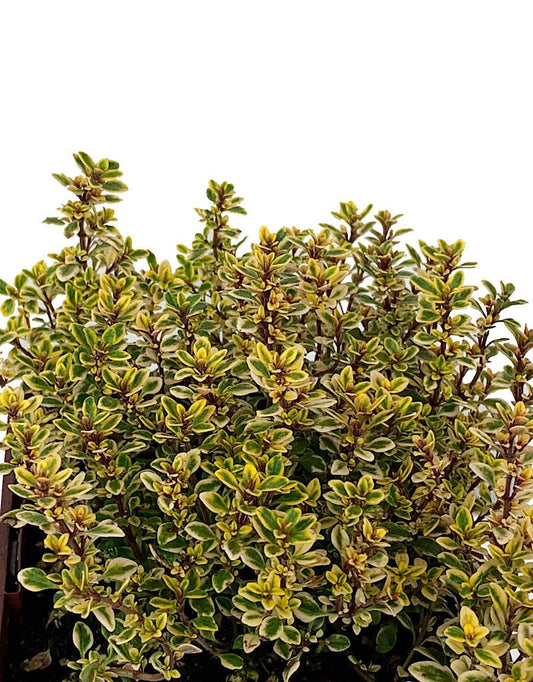 Thymus citriodorus 'Aureus' 4 inch - The Garden Corner