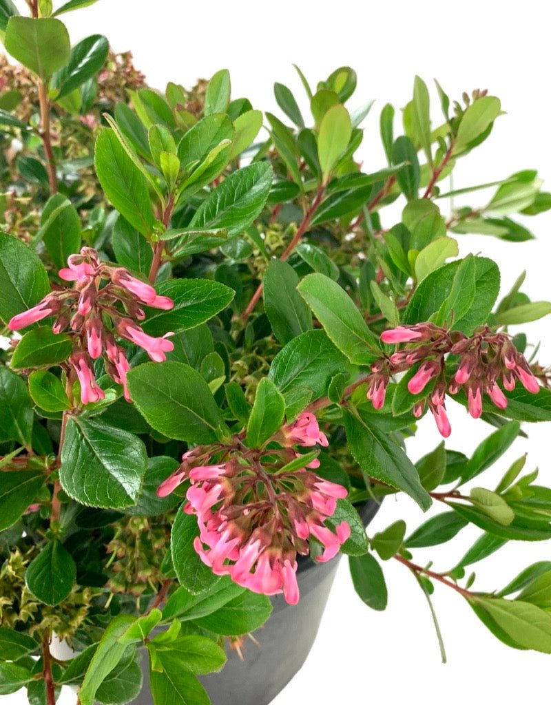 Escallonia 'Fradesii' - The Garden Corner