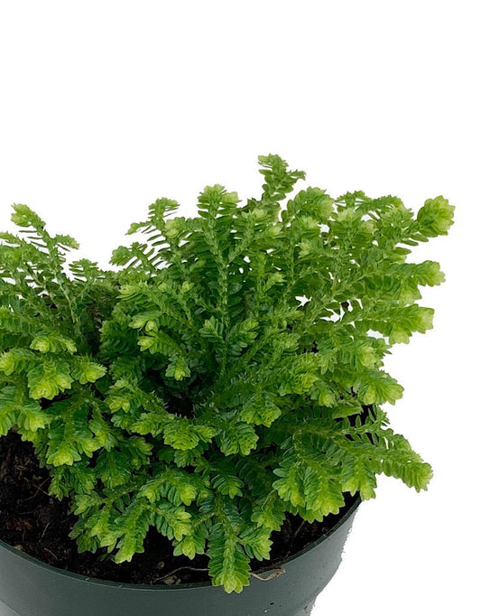 Selaginella kraussiana 'Gold Tips' 2 Inch - The Garden Corner