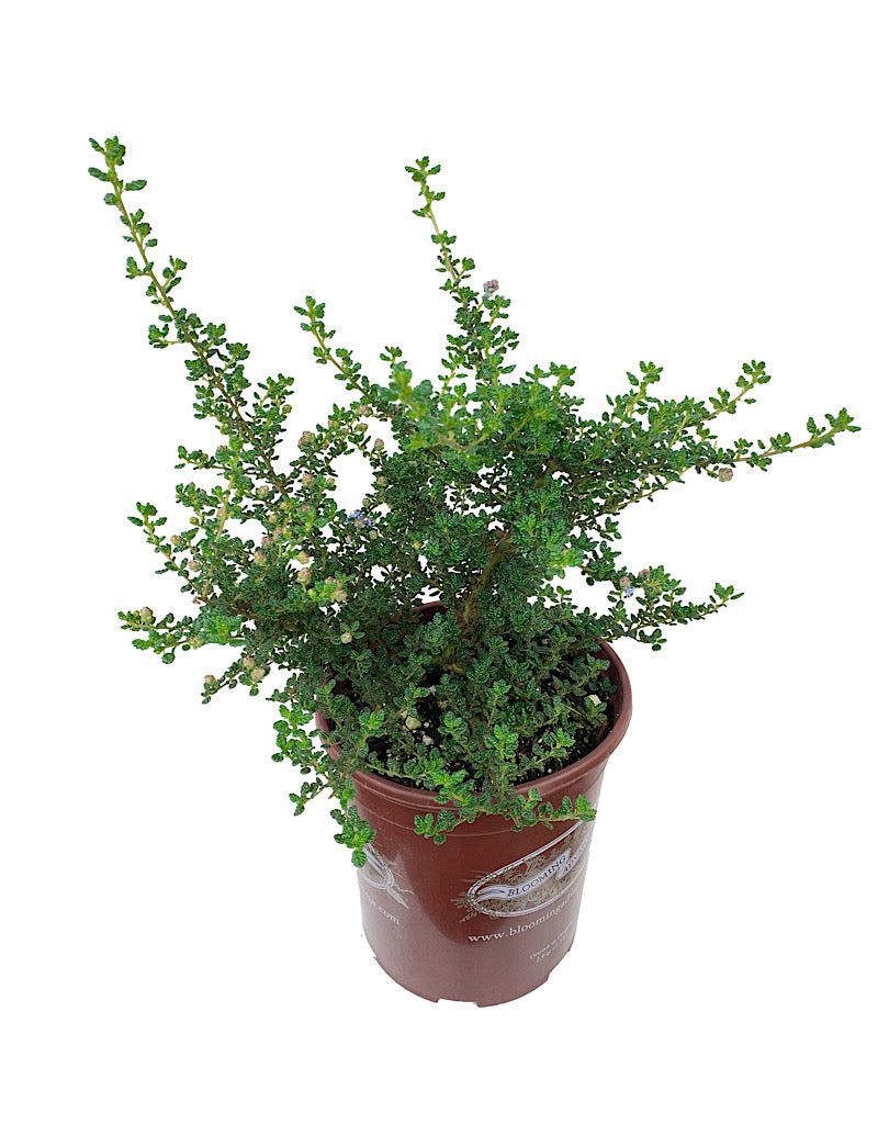 Ceanothus impressus 'Vandenberg'