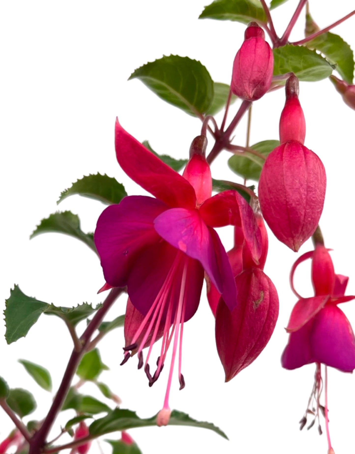 Fuchsia 'Beacon' 1 Gallon - The Garden Corner