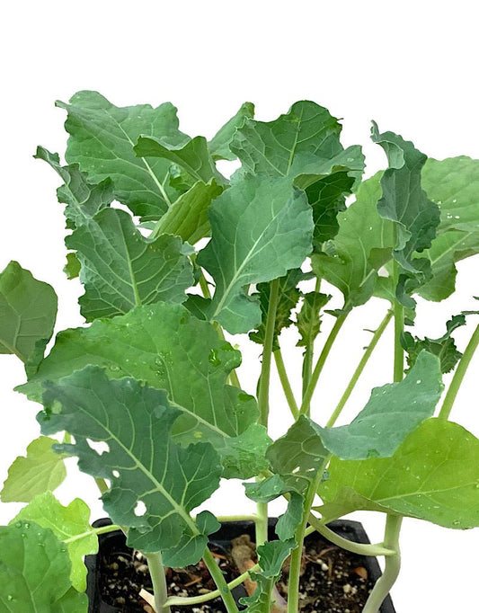 Broccoli 'Waltham' Jumbo Traypack - The Garden Corner