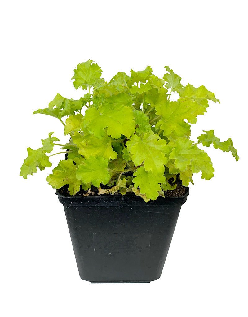 Heuchera 'Winter Joy' - The Garden Corner