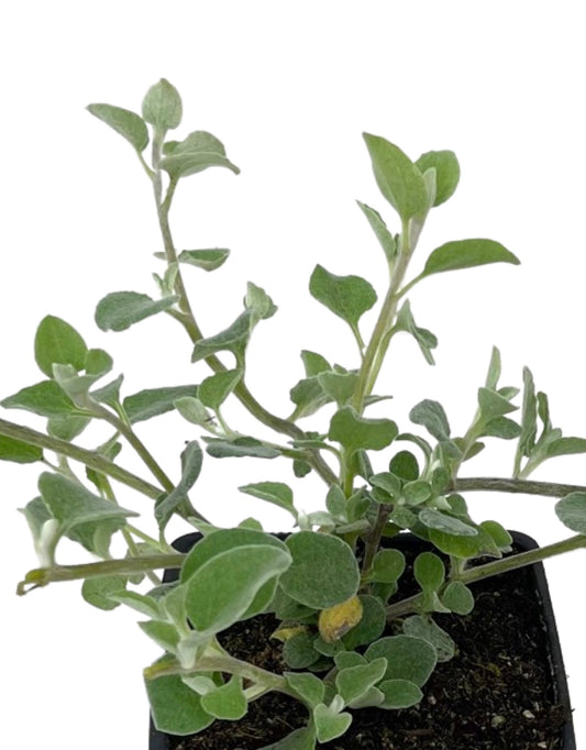 Helichrysum petiolare 'White Licorice' 4 Inch - The Garden Corner