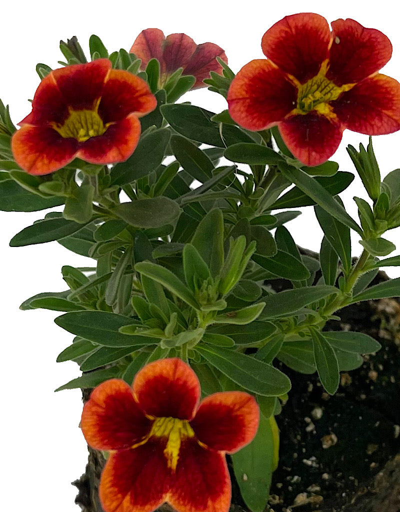 Calibrachoa 'Can Can Bumble Bee Orange'