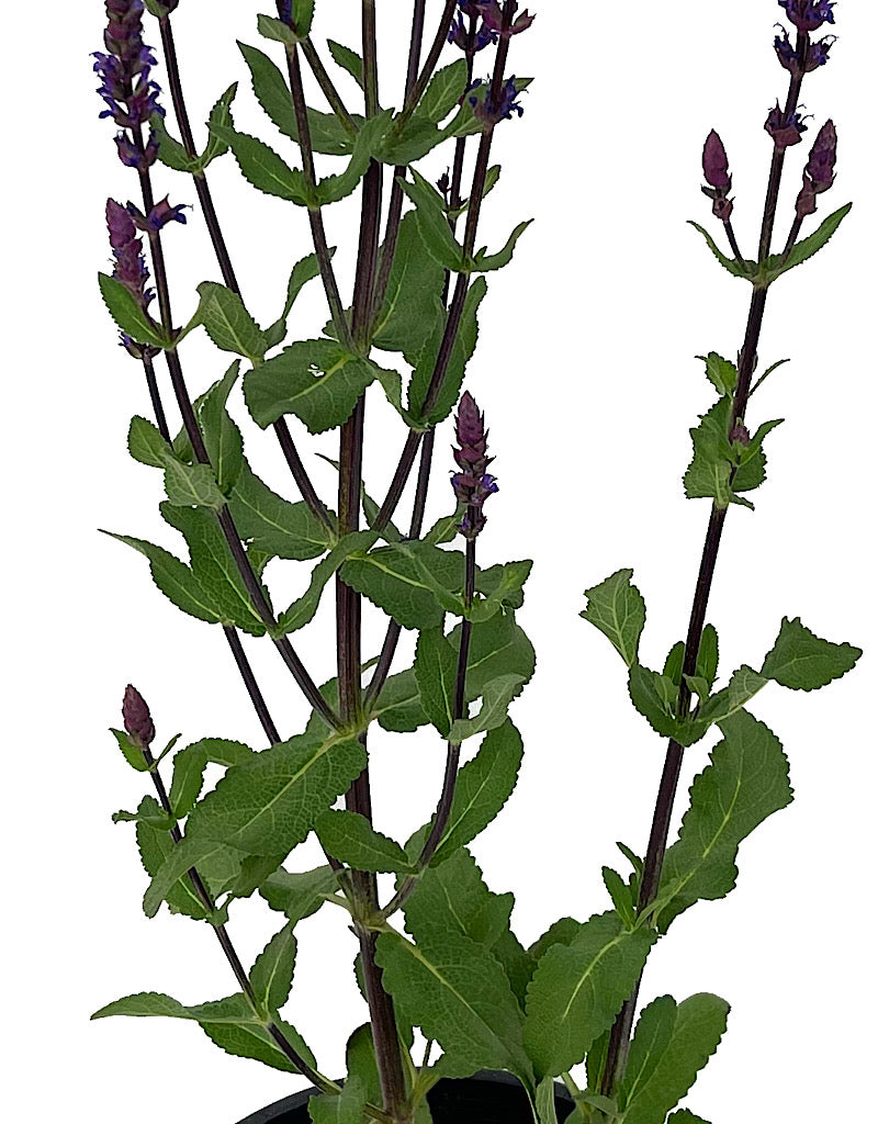 Salvia nemorosa 'Caradonna'