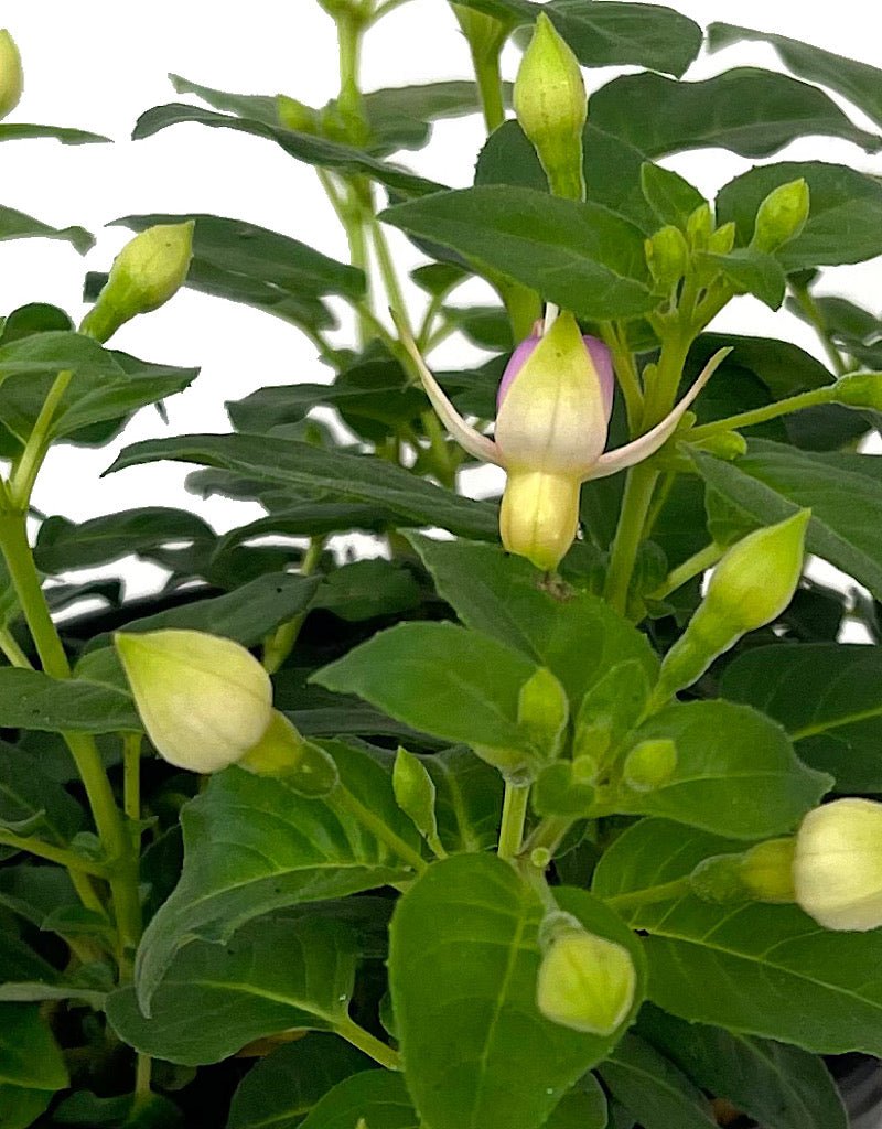 Fuchsia 'Erecta' 1 Gallon - The Garden Corner
