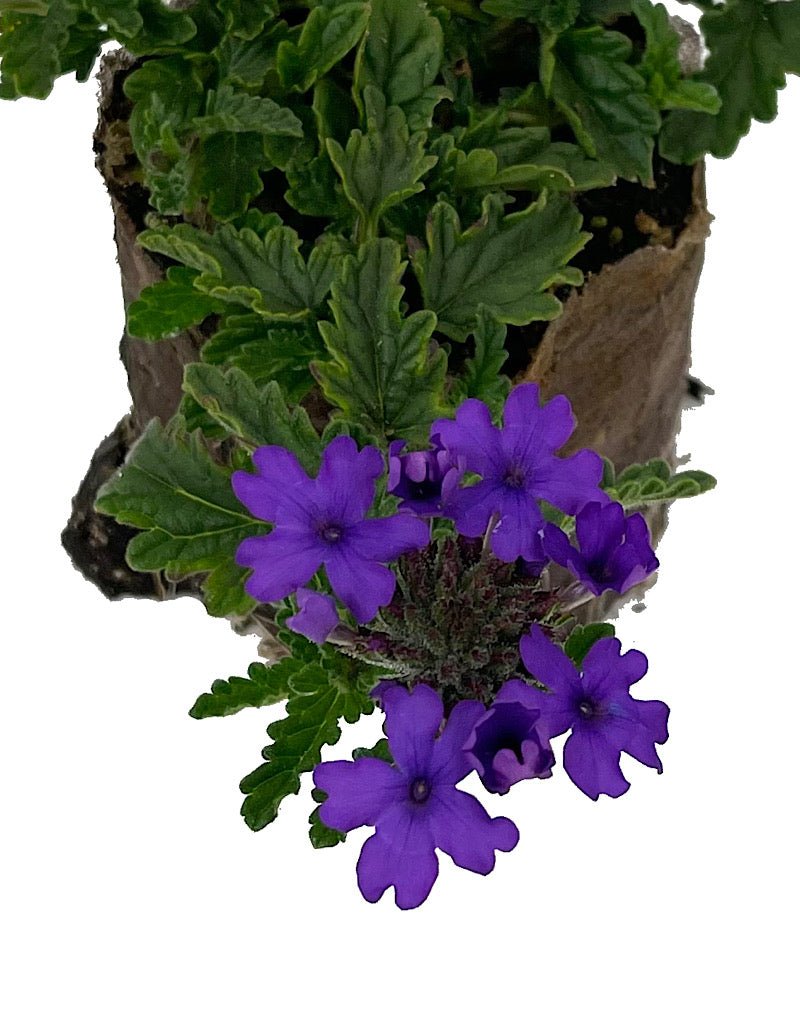 Verbena 'Endurascape Blue' - The Garden Corner