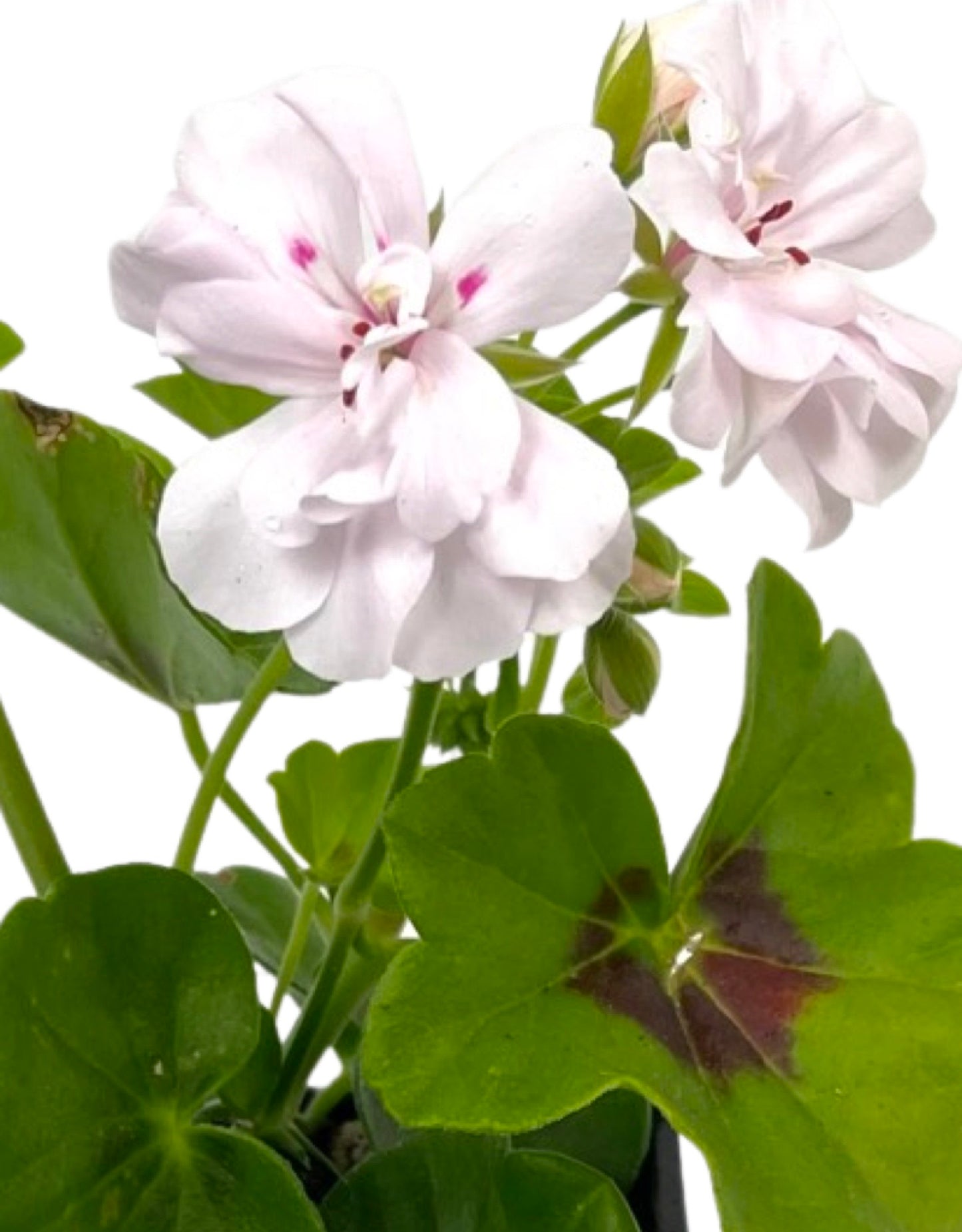 Ivy Geranium 'Great Balls of Fire White' - The Garden Corner