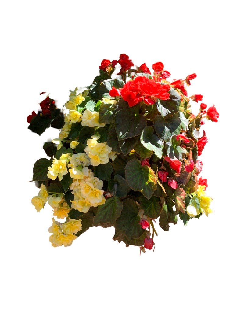 Moss Basket Solenia Begonia - The Garden Corner