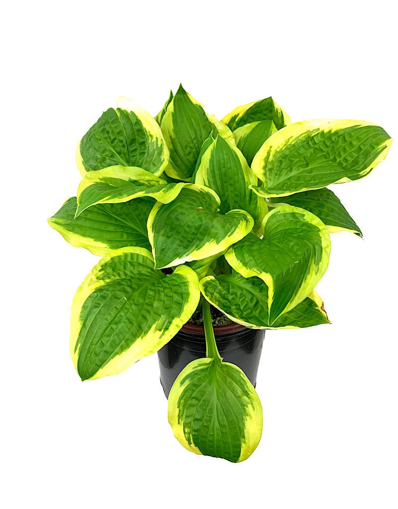 Hosta 'Shade Fanfare' 1 Gallon - The Garden Corner