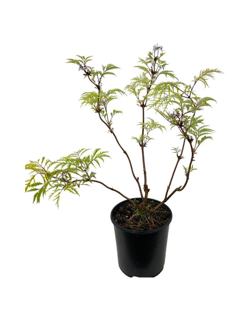 Sambucus nigra 'Welsh Gold' - Perennials