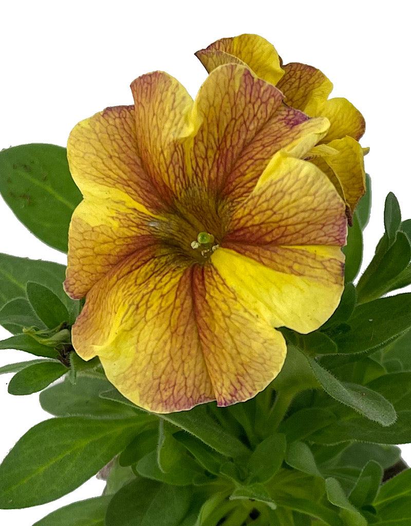 Petchoa 'Supercal Caramel Yellow' 4 Inch