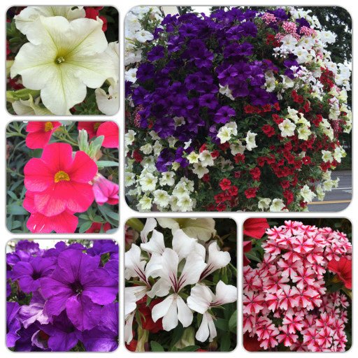 Our Passion Basket - Pre-Order - Annuals