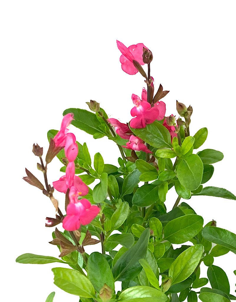 Salvia greggi 'Mirage Pink' Quart - The Garden Corner