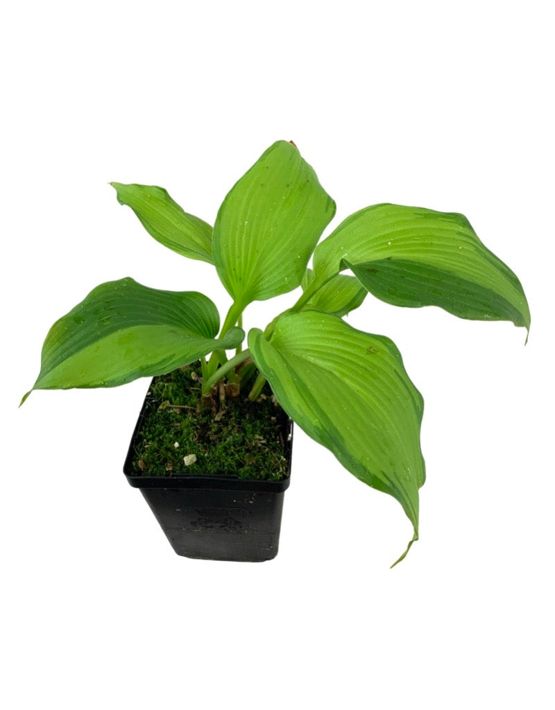 Hosta 'Dancing Darling'