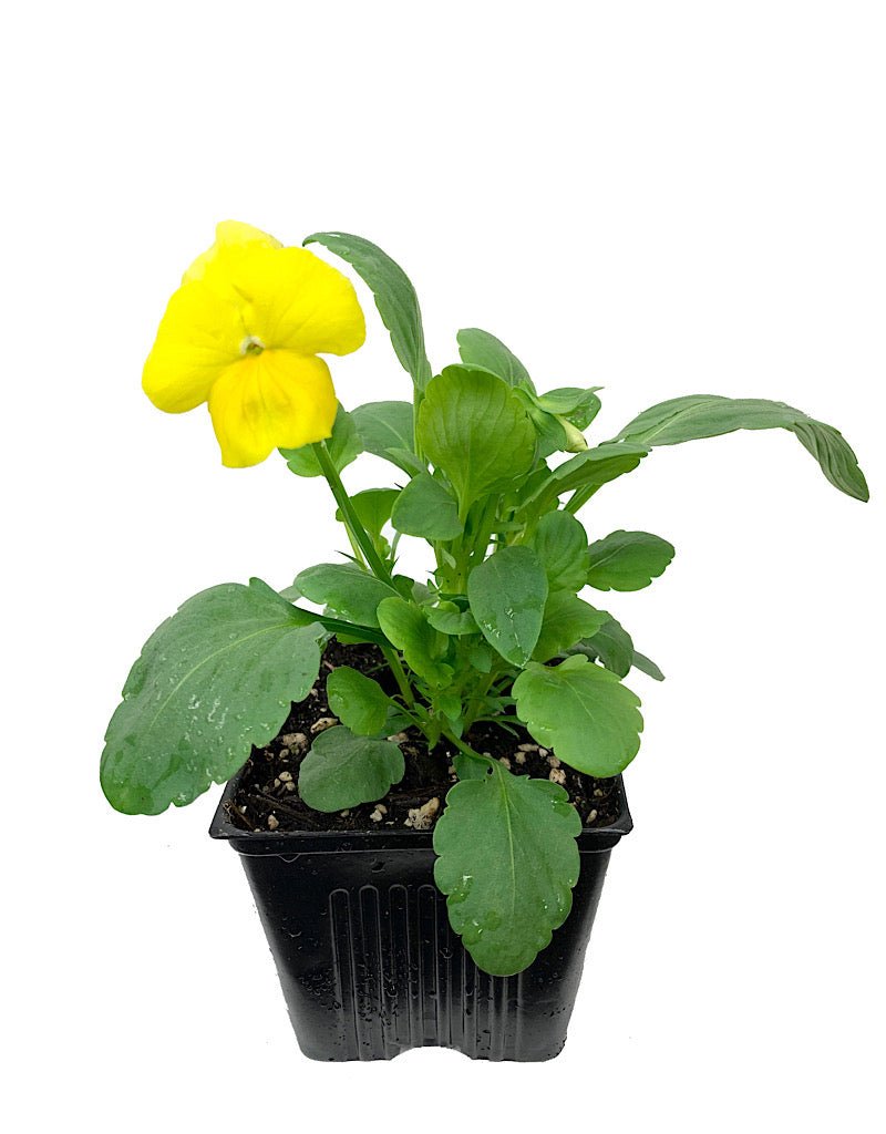 Pansy - Seasonal Plant