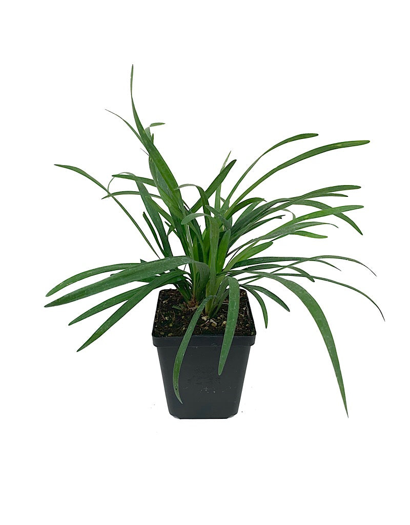 Liriope muscari 'Big Blue' 4 inch