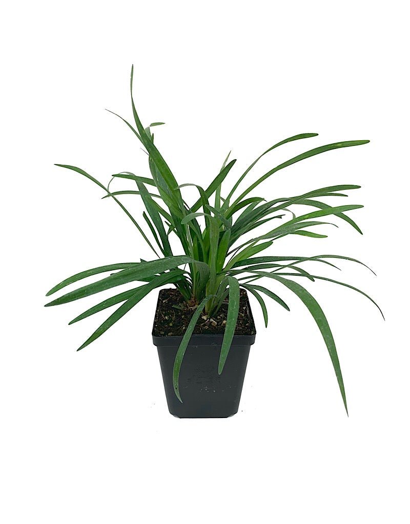 Liriope muscari 'Big Blue' - Perennials