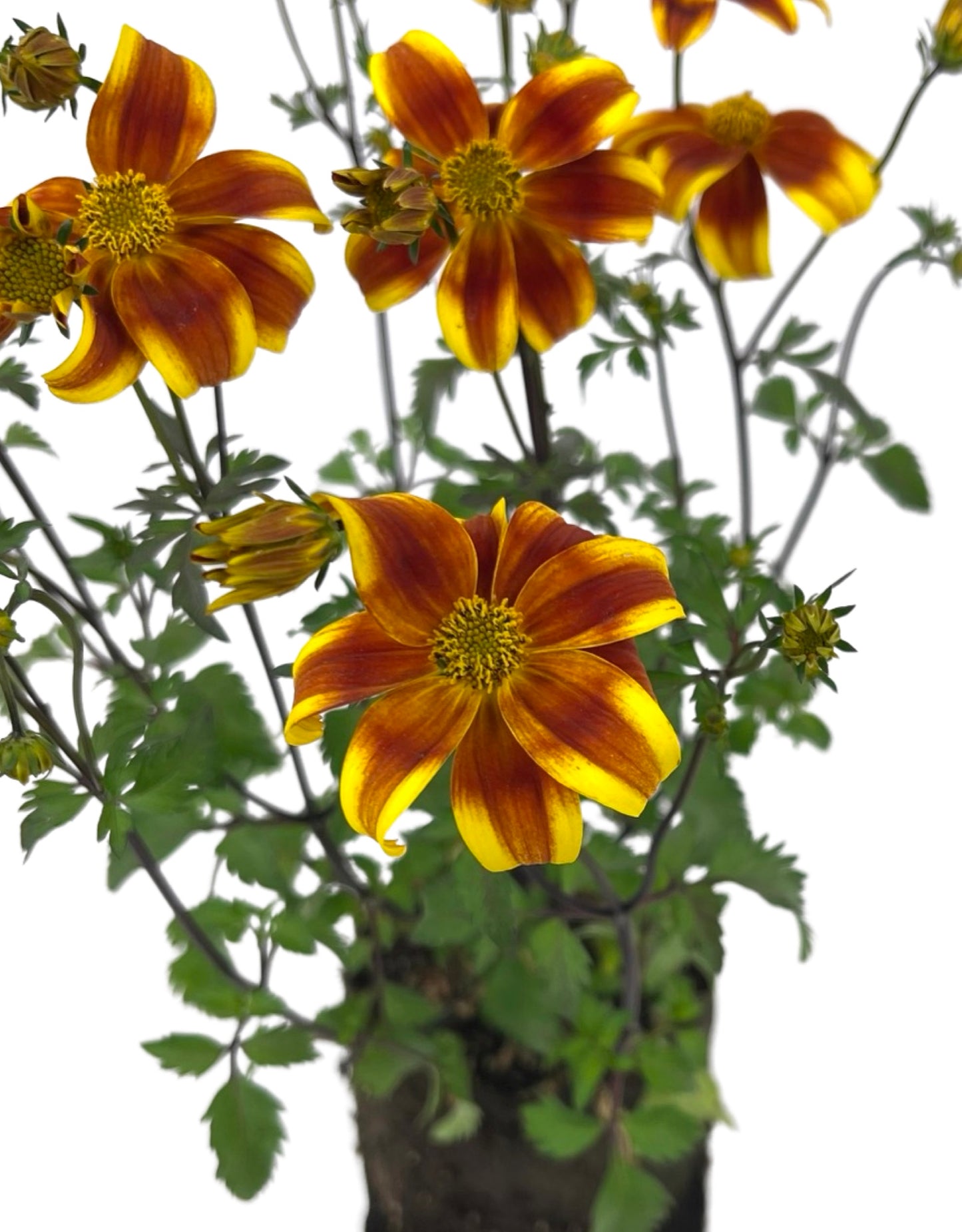 Bidens 'Bee Bold' - The Garden Corner