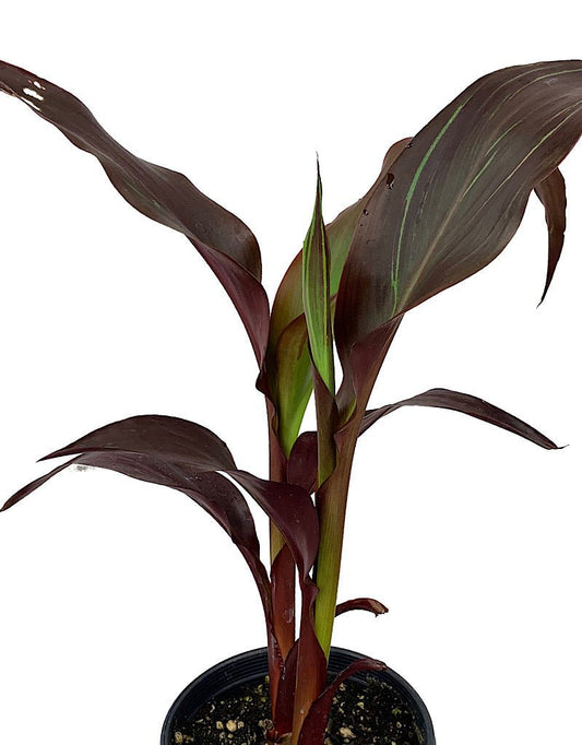 Canna 'Australia' - The Garden Corner