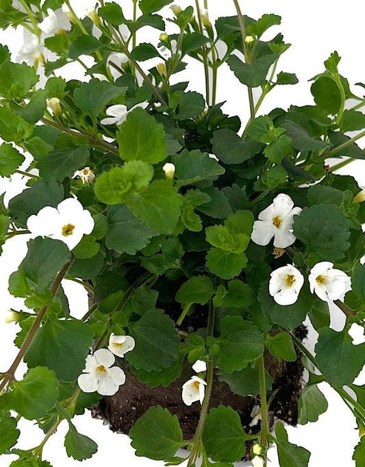 Bacopa 'Snowflake' - The Garden Corner