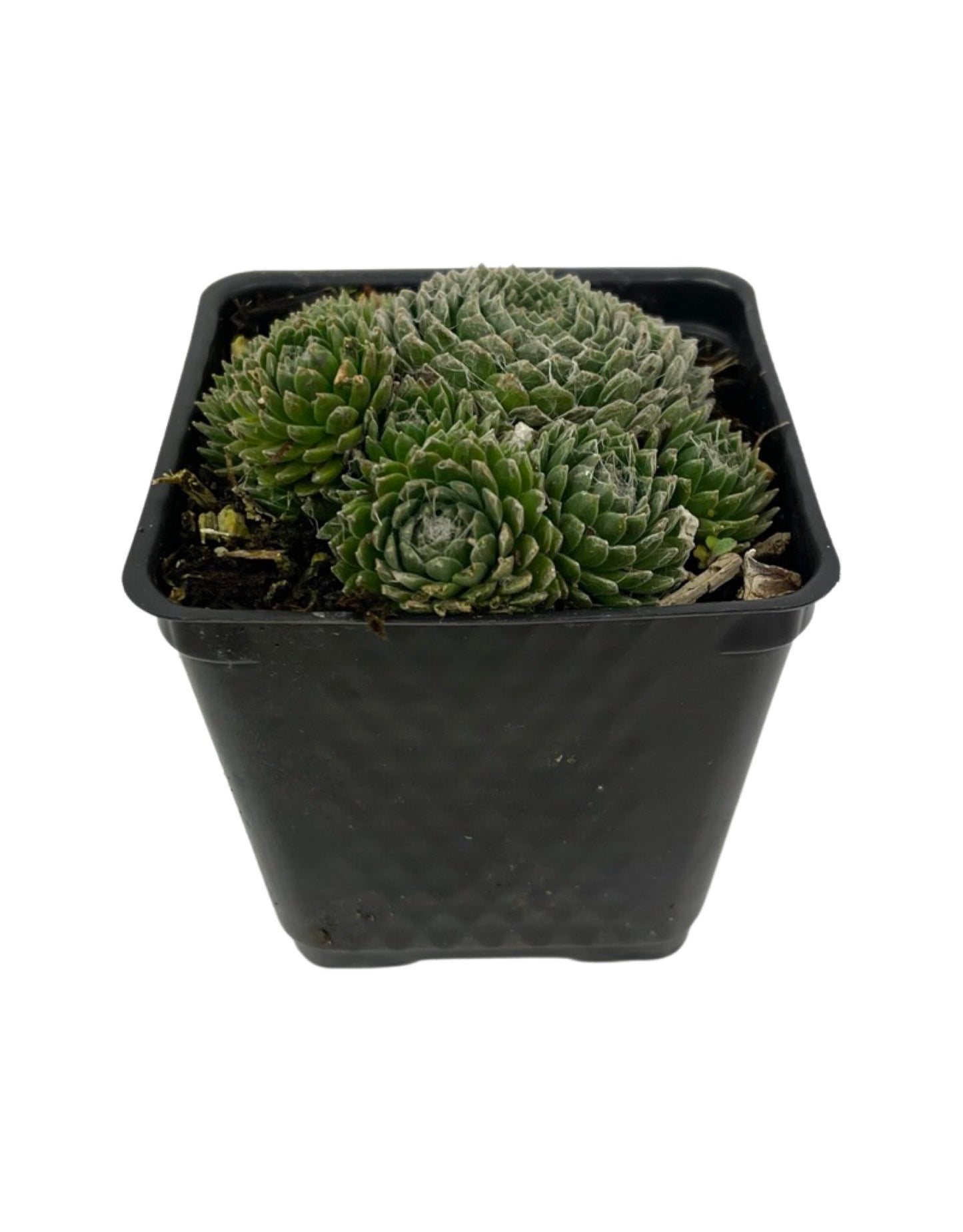 Sempervivum arachnoidium 'Forest Frost' - Perennials