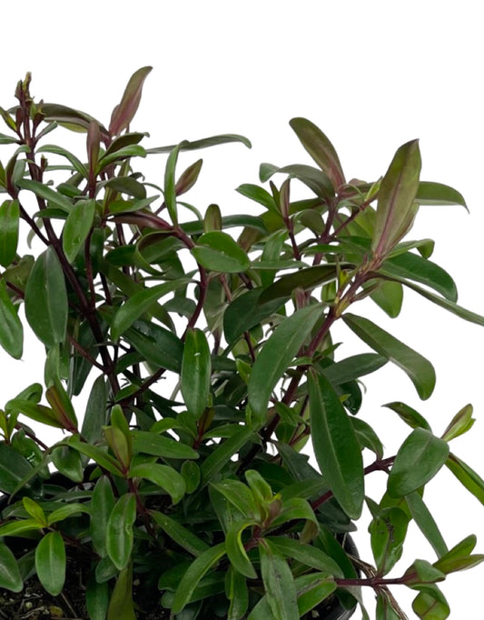 Hebe hybrid 'Wiri Blush'1 Gallon - The Garden Corner