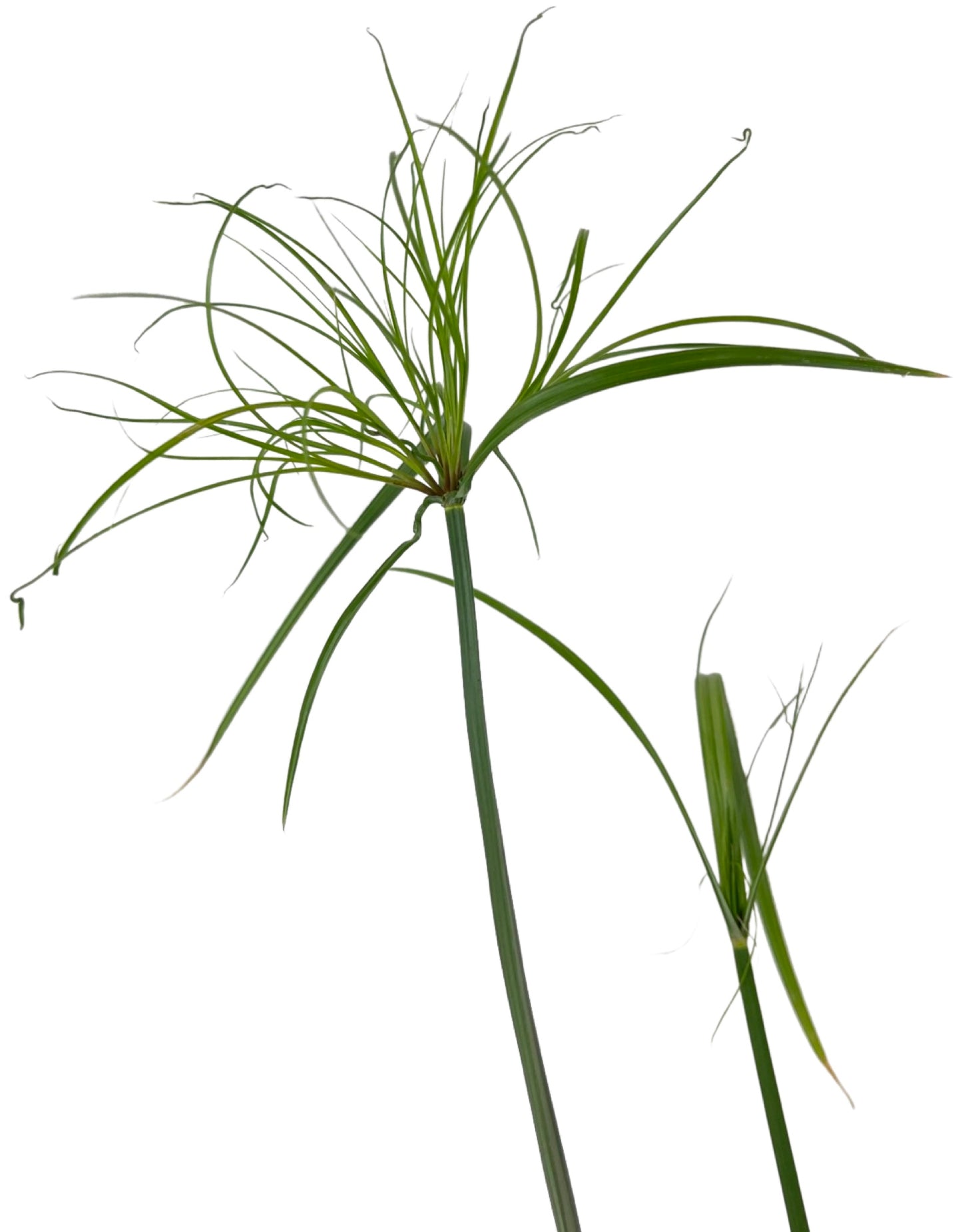 Cyperus papyrus 'King Tut'
