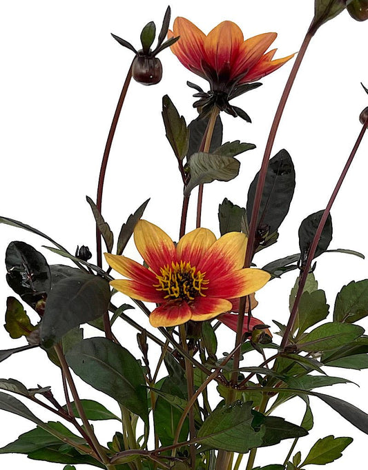 Dahlia 'Happy Days Bico' Quart - The Garden Corner